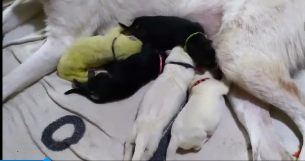 German Shepherd Gives Birth To A Lime Green Pup