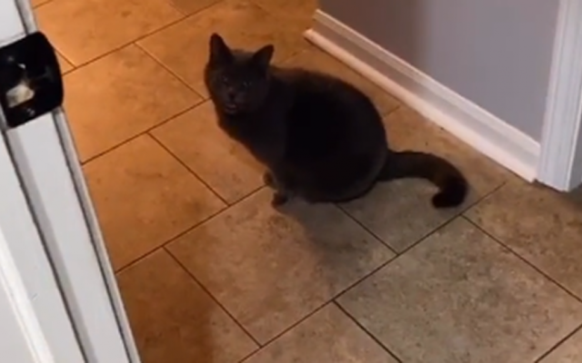 Man Says That His Cat Is Saying ‘Are You Coming’?