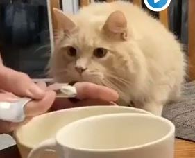 Man Accused Of Animal Cruelty For Feeding Cat Ice Cream