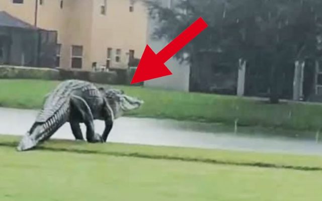 UNREAL Giant Alligator Caught On Camera at Golf Course