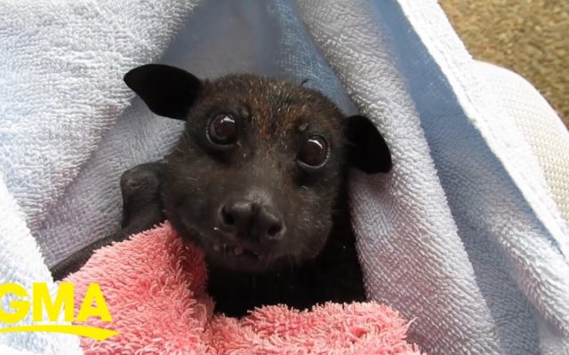 When Did Bats Become THIS CUTE?!