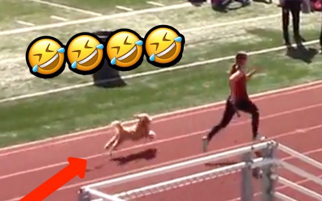 Dog has Last-Second Win at High School Track Meet [Video]