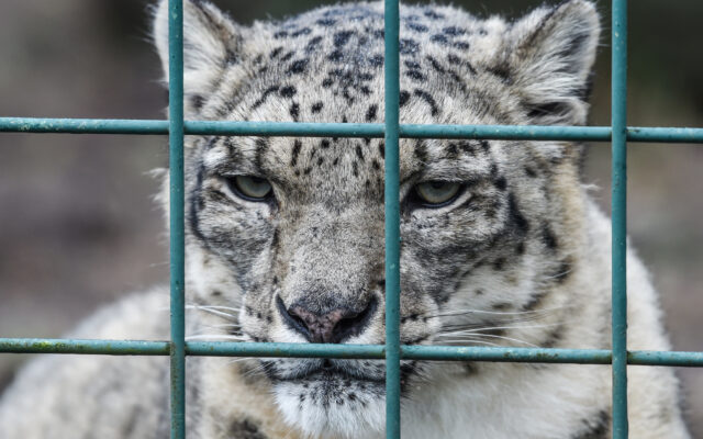 Lincoln Children’s Zoo Suffers 3 Major Losses