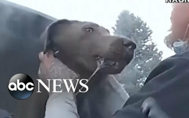 Colorado Deputy Saves Dog From Burning Car