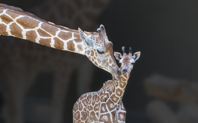 New Giraffe At The Lincoln Children’s Zoo
