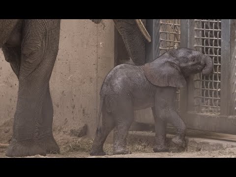 3rd Elephant On The Way At Henry Doorly Zoo