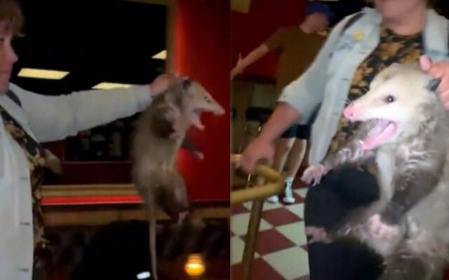 Woman Saves Bar From Wild Possum [VIDEO]