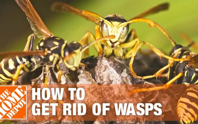 Man Sets Balcony On Fire While Trying To Burn Wasp’s Nest