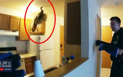 [VIDEO] Officers Chase Wild Turkey Around Apartment Building